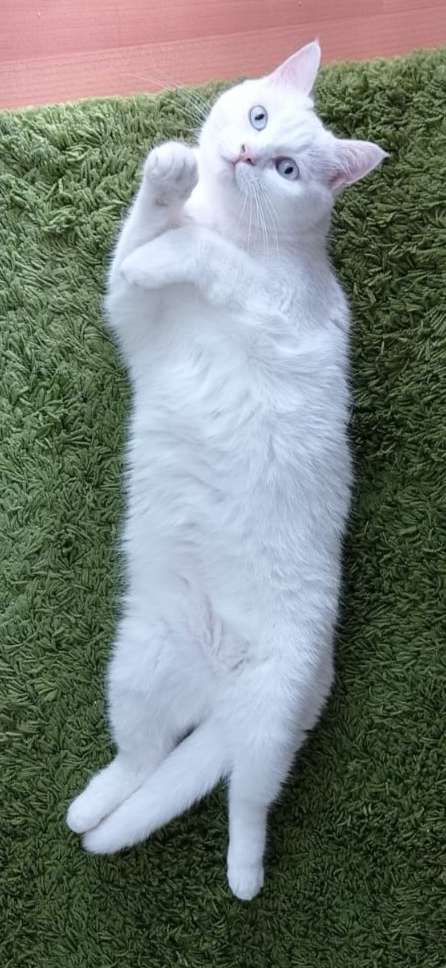 this is a friends kitty cat, named luna! i have slept over and confirmed she is absolutely soft and very pet'able. if you are reading this, this is a placeholder description until said kitty owner writes descriptions for the photos >:3